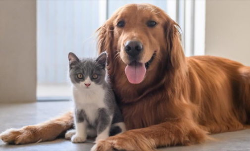 La Comunidad de Madrid recuerda que se debe pasear a los animales pero sin formar grupos de personas para evitar la transmisión del coronavirus
