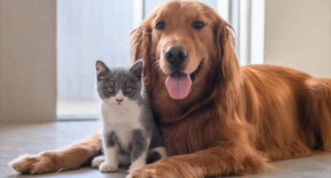 La Comunidad de Madrid recuerda que se debe pasear a los animales pero sin formar grupos de personas para evitar la transmisión del coronavirus