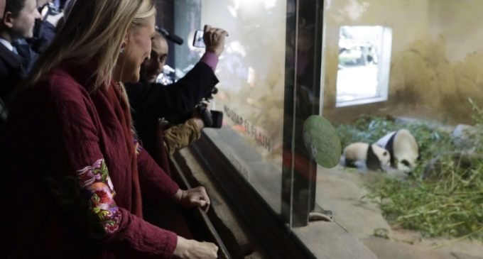 Nace en el Zoo madrileño la primera cría hembra de oso panda gigante y la Comunidad lo celebra