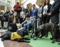 Los perros de asistencia de las personas con discapacidad podrán entrar a todos los espacios públicos