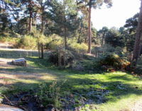 El entorno del Parque Nacional de la Sierra de Guadarrama se enriquece con 60 nuevos ejemplares de especies autóctonas
