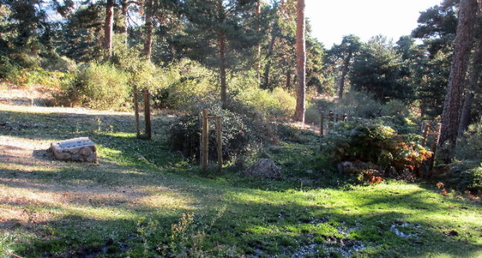 El entorno del Parque Nacional de la Sierra de Guadarrama se enriquece con 60 nuevos ejemplares de especies autóctonas