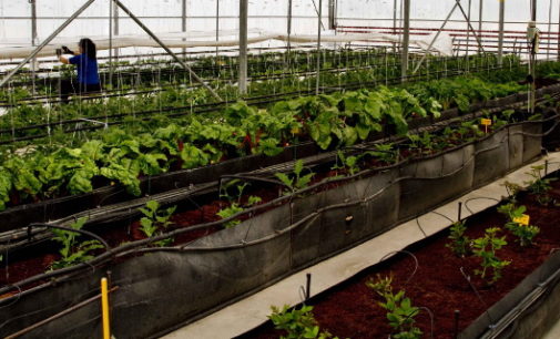 La Comunidad ofrece a los agricultores 500.000 plantones de variedades hortícolas autóctonas