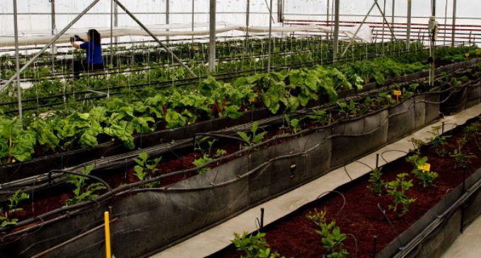 La Comunidad ofrece a los agricultores 500.000 plantones de variedades hortícolas autóctonas