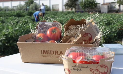 Madrid comercializará por primera vez tres variedades de tomate tradicional recuperadas en la región
