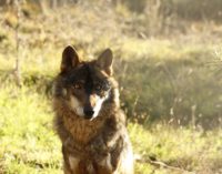 Un acuerdo entre GREFA y una familia de ganaderos zamoranos avala que la coexistencia con el lobo es posible