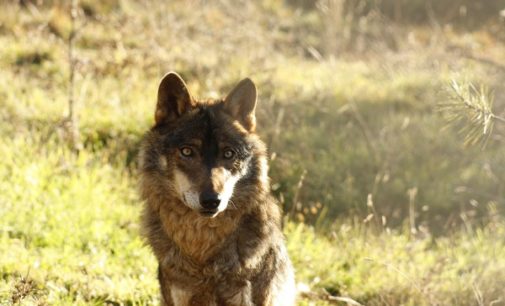 Un acuerdo entre GREFA y una familia de ganaderos zamoranos avala que la coexistencia con el lobo es posible