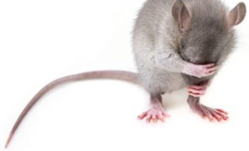Utilizan CRISPR para obtener descendencia de un solo sexo en ratones