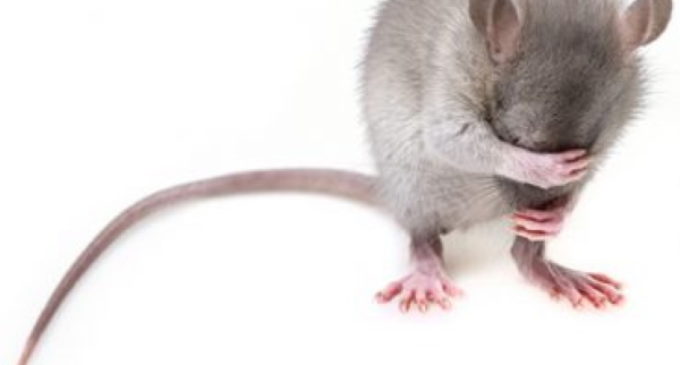 Utilizan CRISPR para obtener descendencia de un solo sexo en ratones