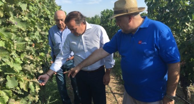 La Comunidad colabora con los viticultores de la región para mejorar la calidad de los vinos de Madrid