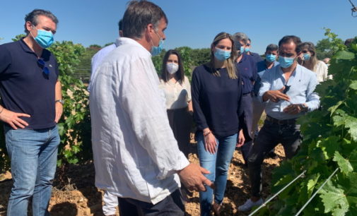 La Comunidad de Madrid anticipará las ayudas a los vinos con D.O. para apoyar la recuperación del sector