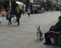 Los propietarios de animales están obligados a respetar las normas de convivencia