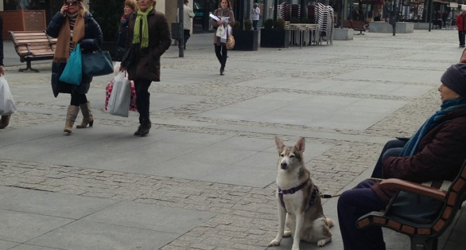 Los propietarios de animales están obligados a respetar las normas de convivencia