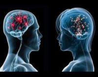 Cerebro masculino y femenino: ¿iguales o diferentes?