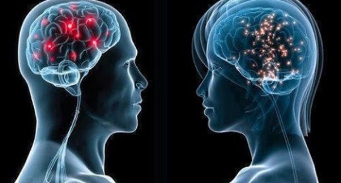 Cerebro masculino y femenino: ¿iguales o diferentes?