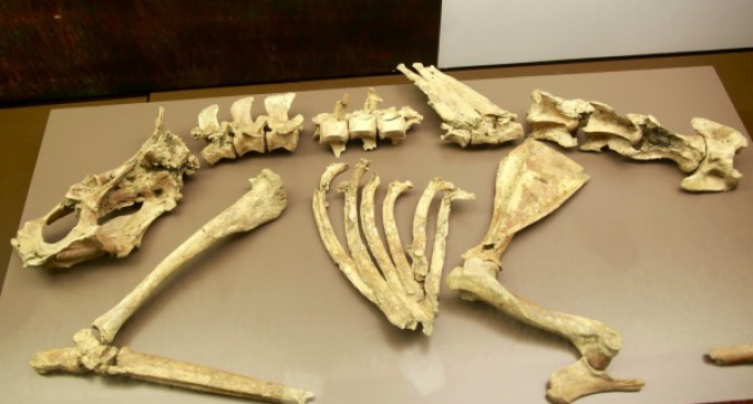 Se exponen restos del primer ejemplar de ciervo del Pleistoceno aparecido en España