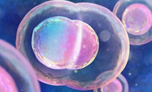 Óvulos humanos a partir de tejido ovárico para preservar la fertilidad en mujeres