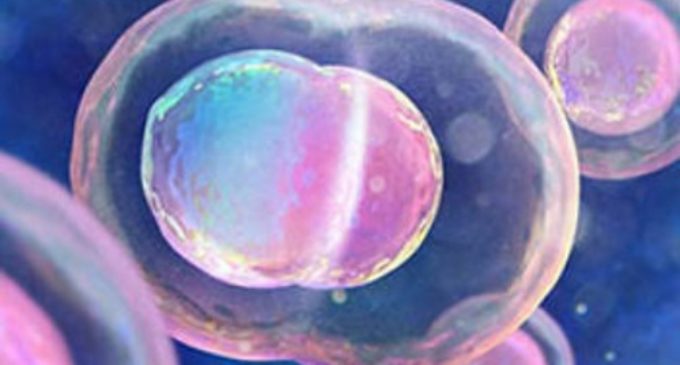 Óvulos humanos a partir de tejido ovárico para preservar la fertilidad en mujeres