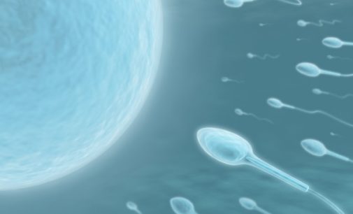 Se consigue producir espermatozoides a partir de células madre testiculares